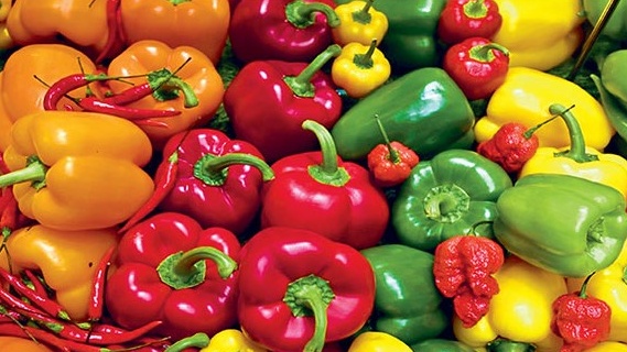 Poivrons doux  : Cap historique avec plus de 50.000 tonnes exportées vers l’Allemagne