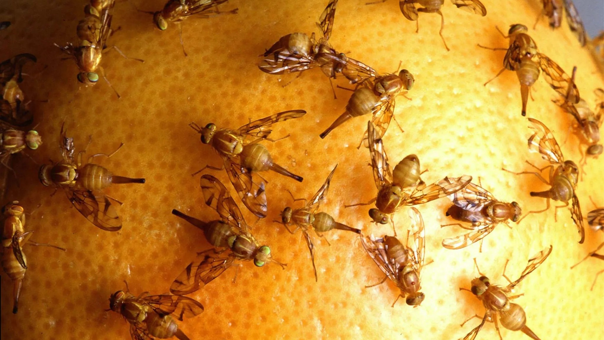 Invasions biologiques : une facture silencieuse de plusieurs milliards pour l’économie marocaine