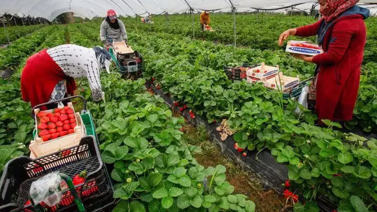 Fruits rouges : 939 saisonnières marocaines recrutées pour la campagne de Huelva
