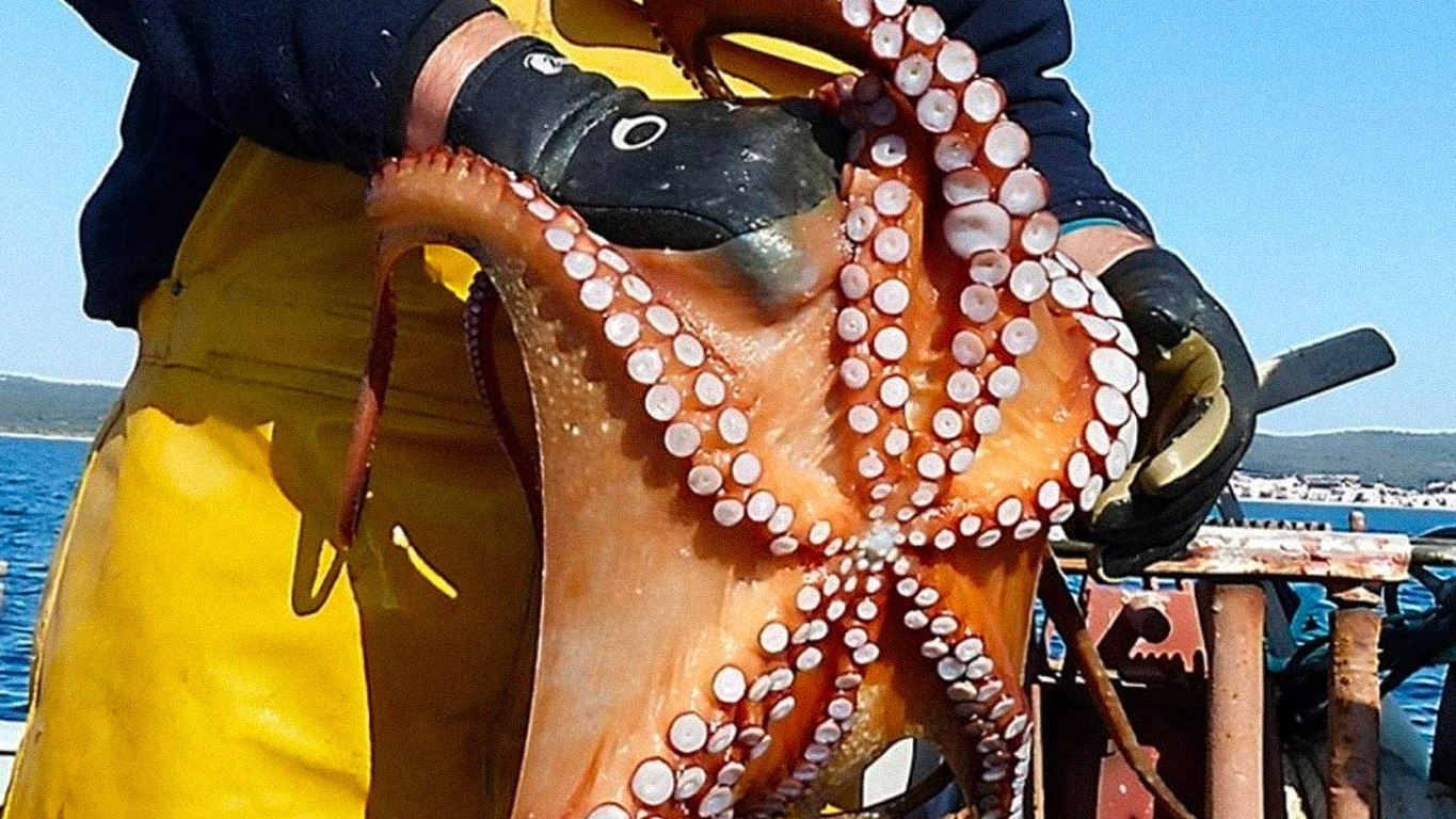 Pêche : Démarrage prudent mais stable de la campagne hivernale du poulpe à Safi