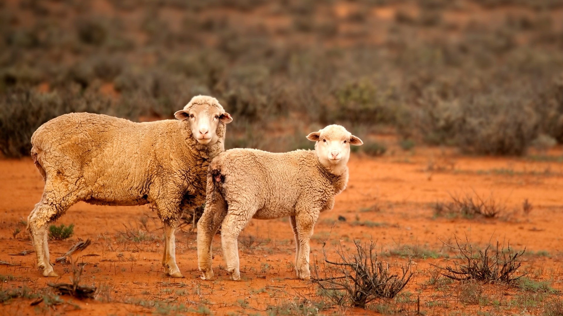 Ovins : les exportateurs australiens peinent à accéder au marché marocain malgré la demande 