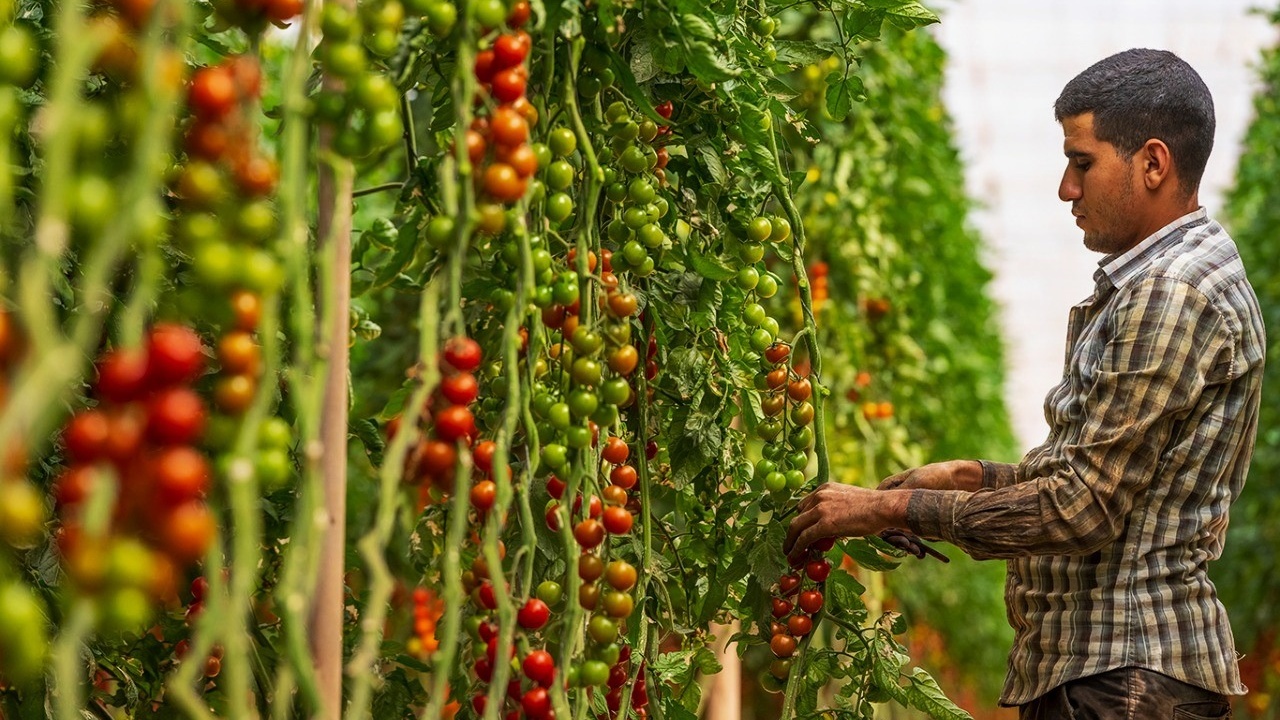 Tomate : les exportations marocaines vers le Royaume-Uni multipliées par 98 en vingt ans