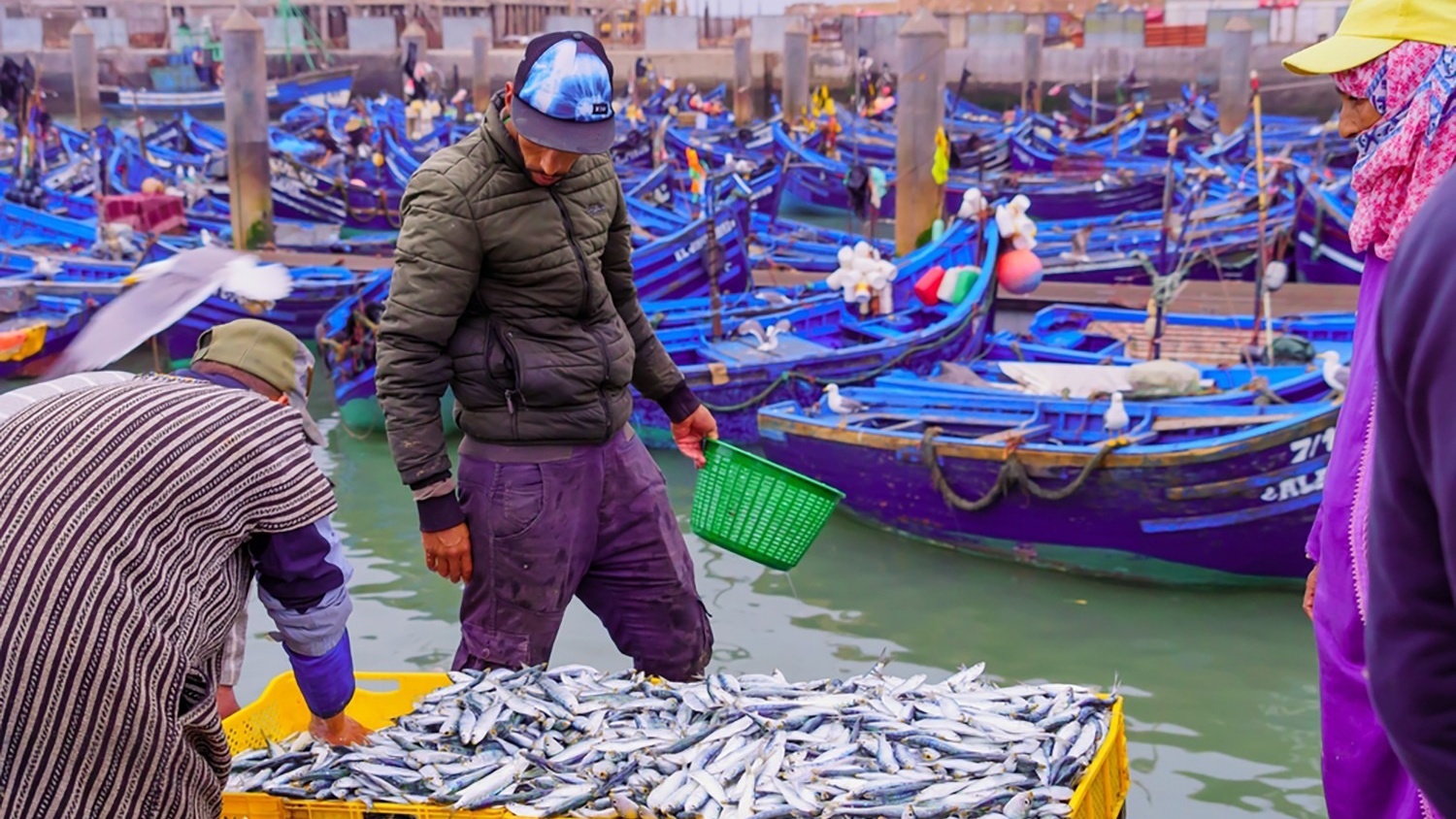 Sardine : l'interdiction d'export reste ciblée et conjoncturelle, selon la tutelle 