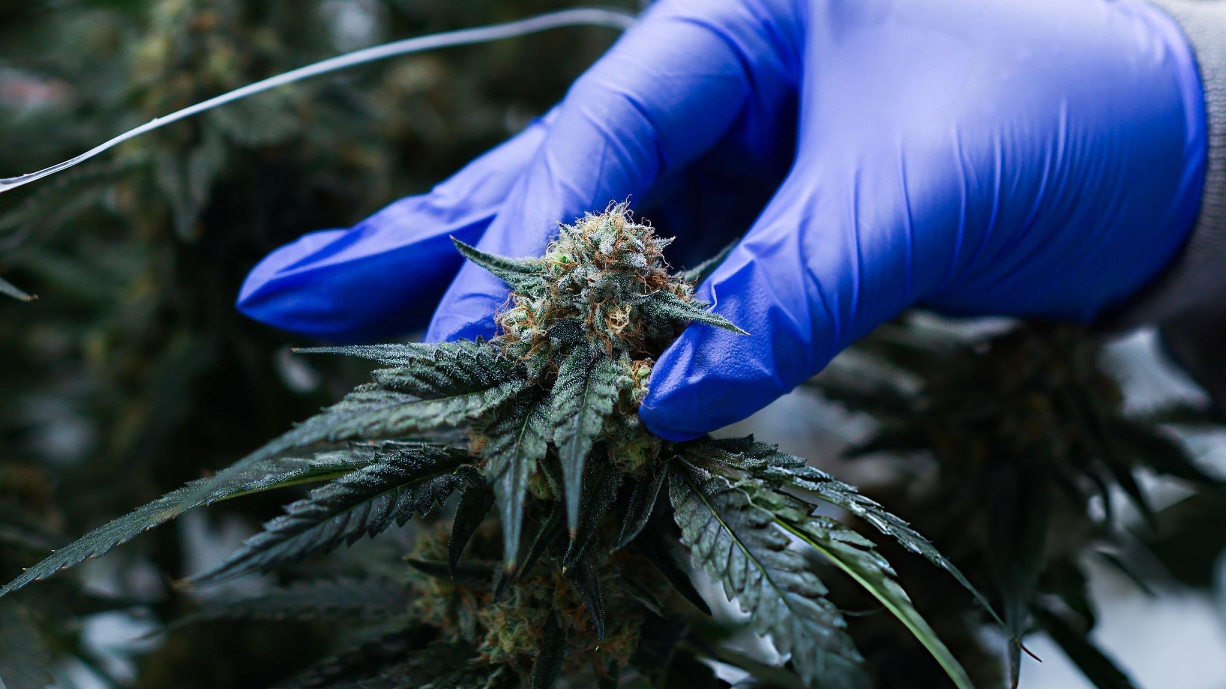 Cannabis médical : Le Maroc peut-il prendre le leadership mondial ?