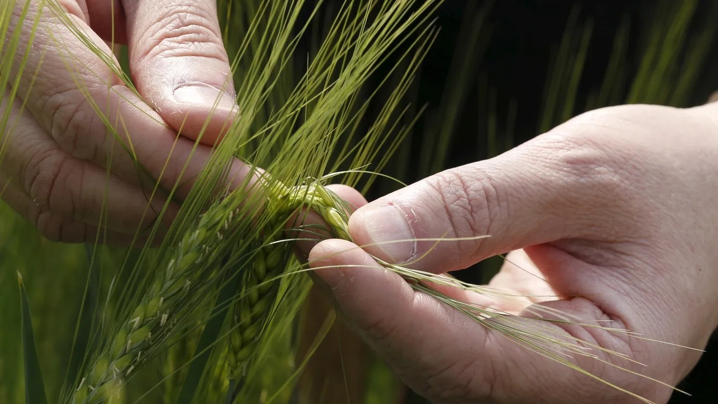 Maroc/Australie : l’INRA s’allie au Centre Australien pour la recherche agricole internationale