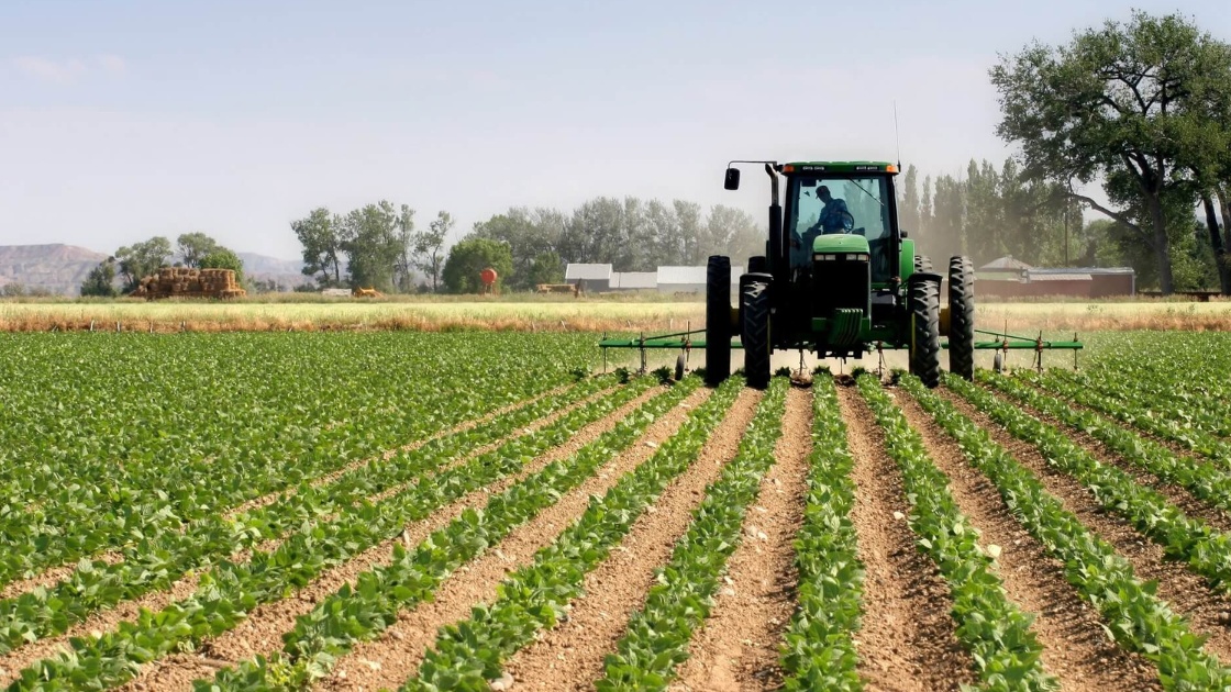 Rapport GIEWS : L'agriculture marocaine à l'heure de la récolte 2026
