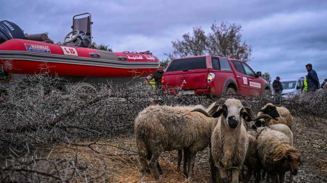 Sidi Kacem: Des interventions de terrain pour le suivi sanitaire du cheptel