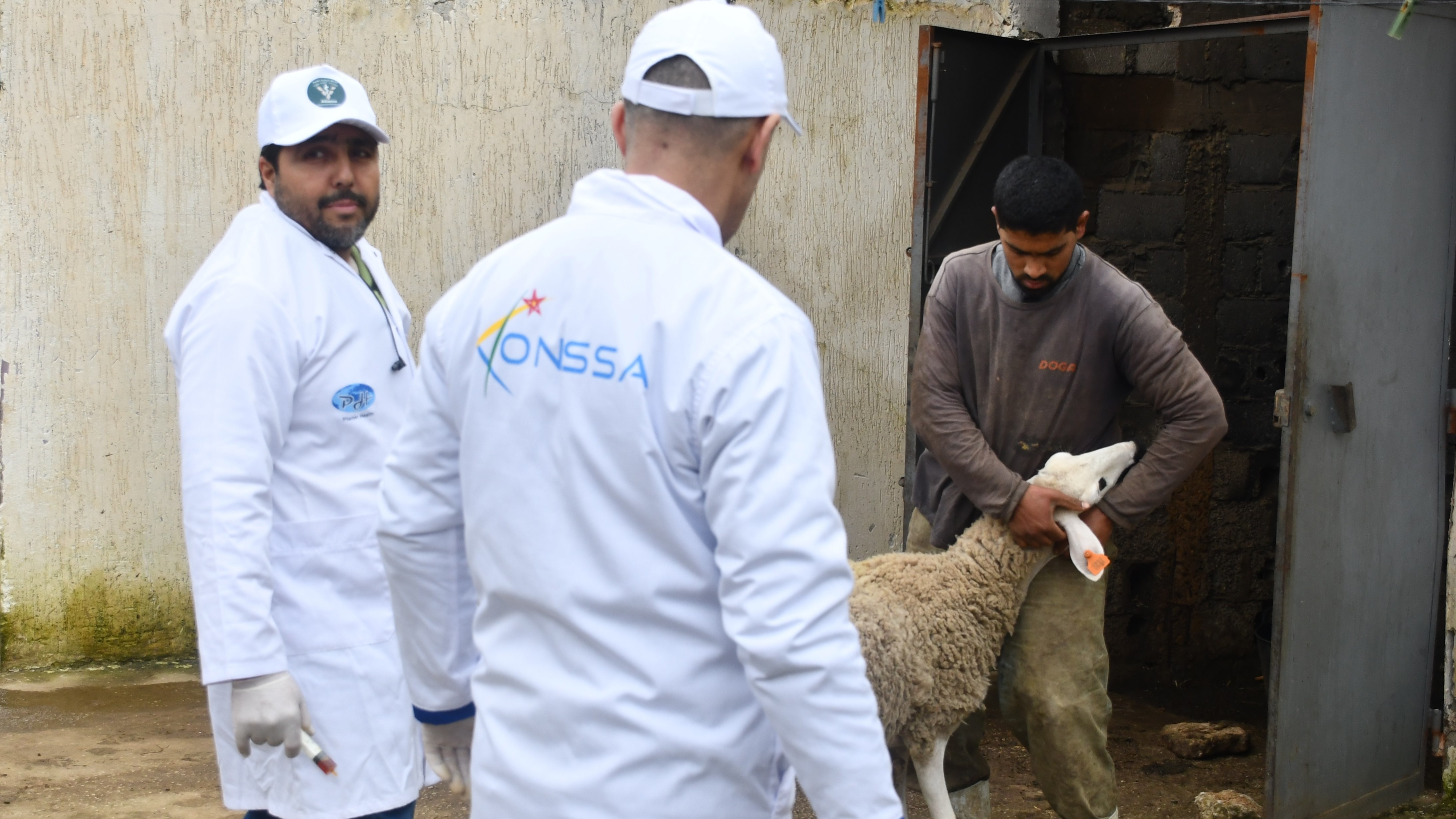 Ksar El Kébir : Une caravane vétérinaire au chevet du cheptel dans les douars affectés par les inondations 