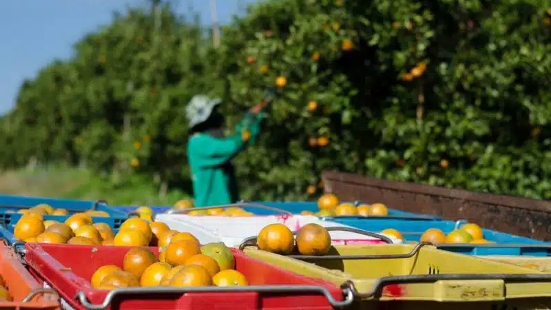 Agrumes : la filière sollicite un soutien d'urgence après les inondations