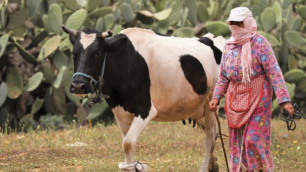 Gharb : les éleveurs sinistrés confrontés à la pénurie de fourrage
