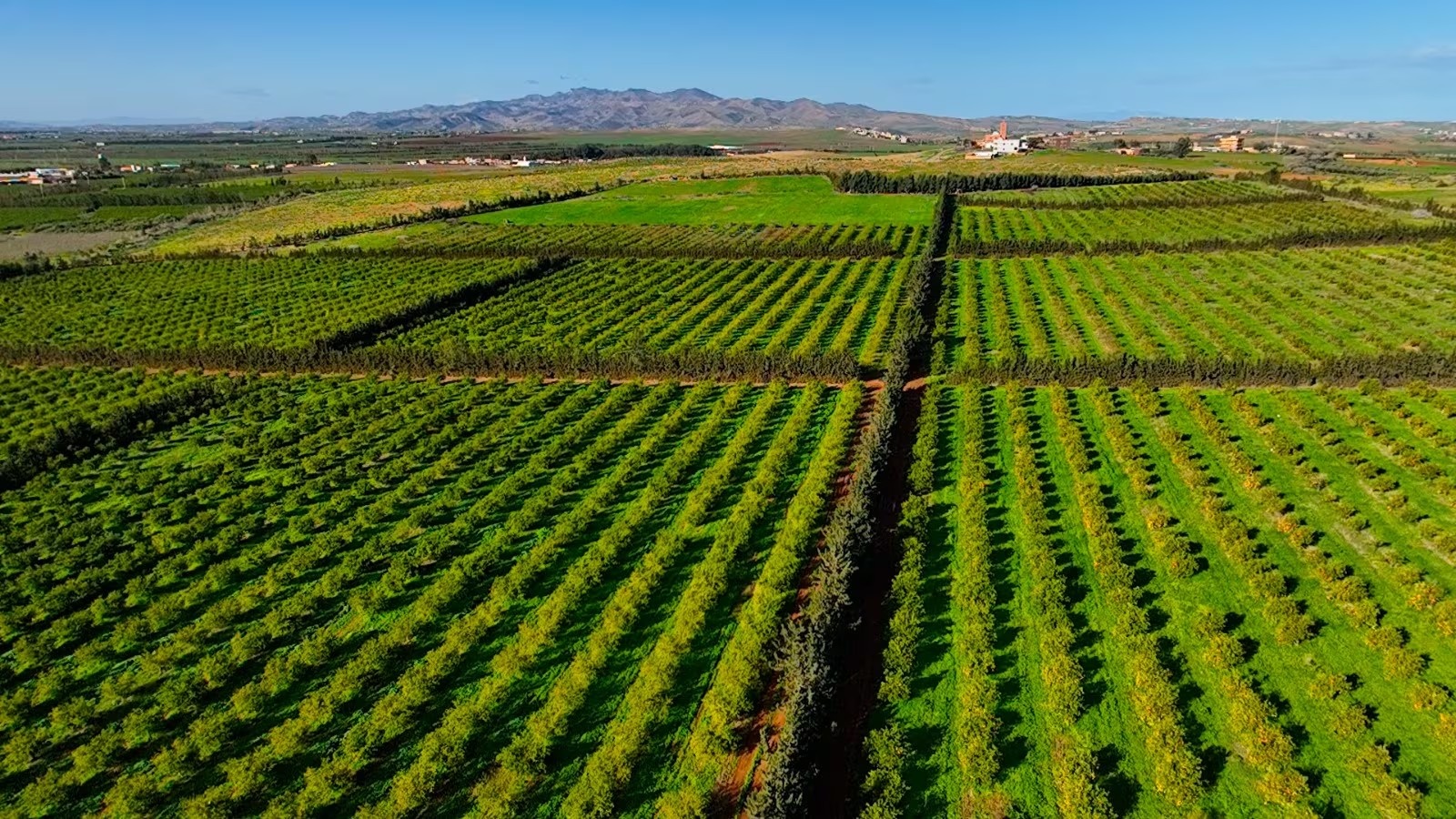 Oriental : +105 % de précipitations et +68 % de superficies céréalières semées, la campagne repart sur de bonnes bases