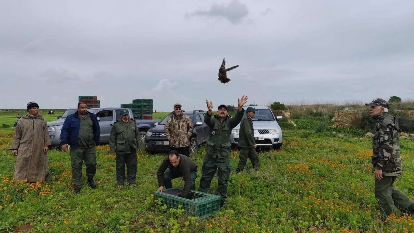 Casablanca-Settat : plus de 4.000 perdreaux relâchés pour renforcer la faune sauvage