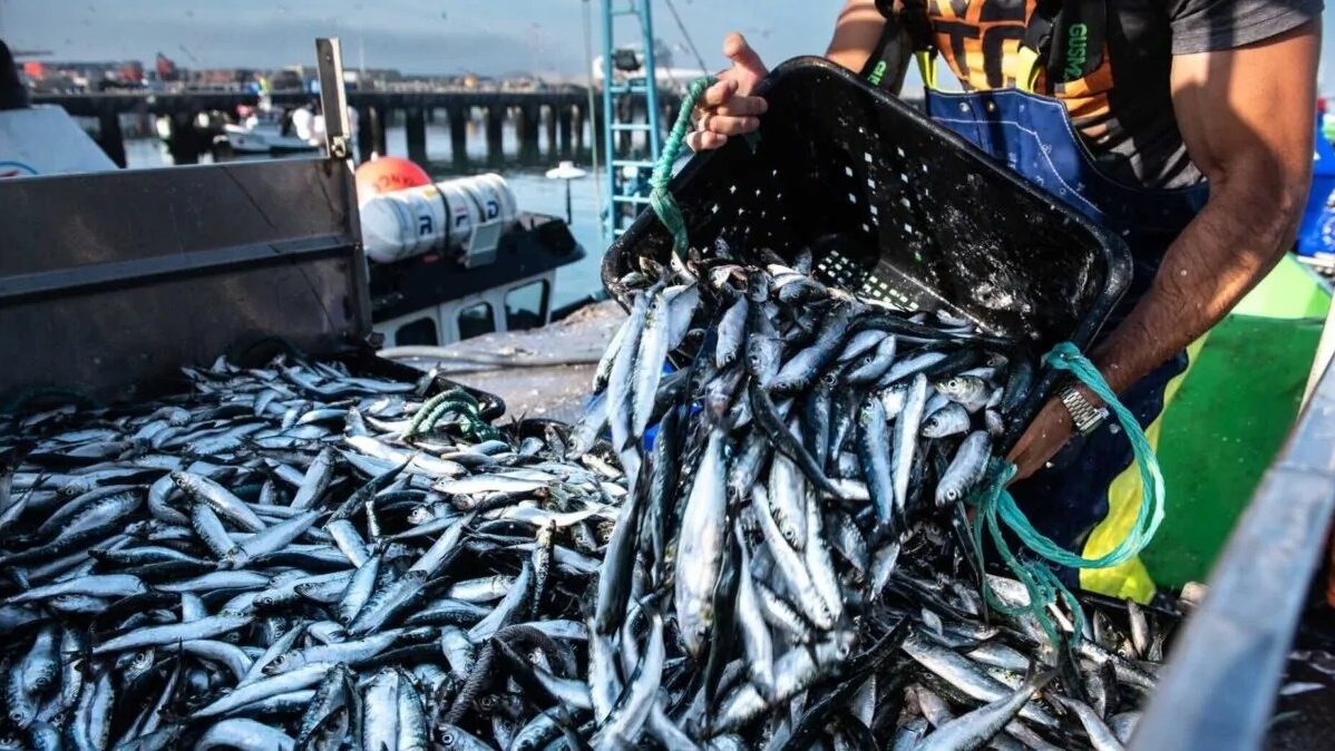 Pêche de la sardine : fermeture de la zone sud jusqu’à fin juin pour protéger les juvéniles