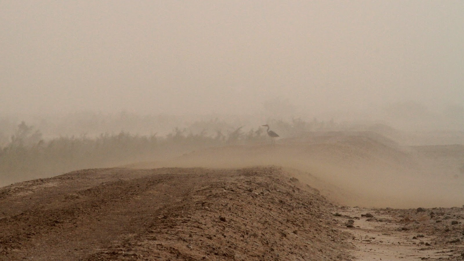 Vigilance orange : rafales à 85 km/h et chasses-poussières attendues vendredi et samedi