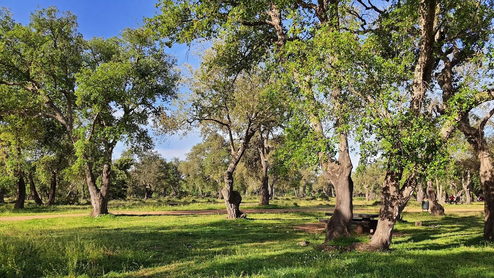 Forêt de la Maâmora : l’ANEF dément tout abattage massif, les travaux se limitent au nettoiement et à la sécurisation post-intempéries
