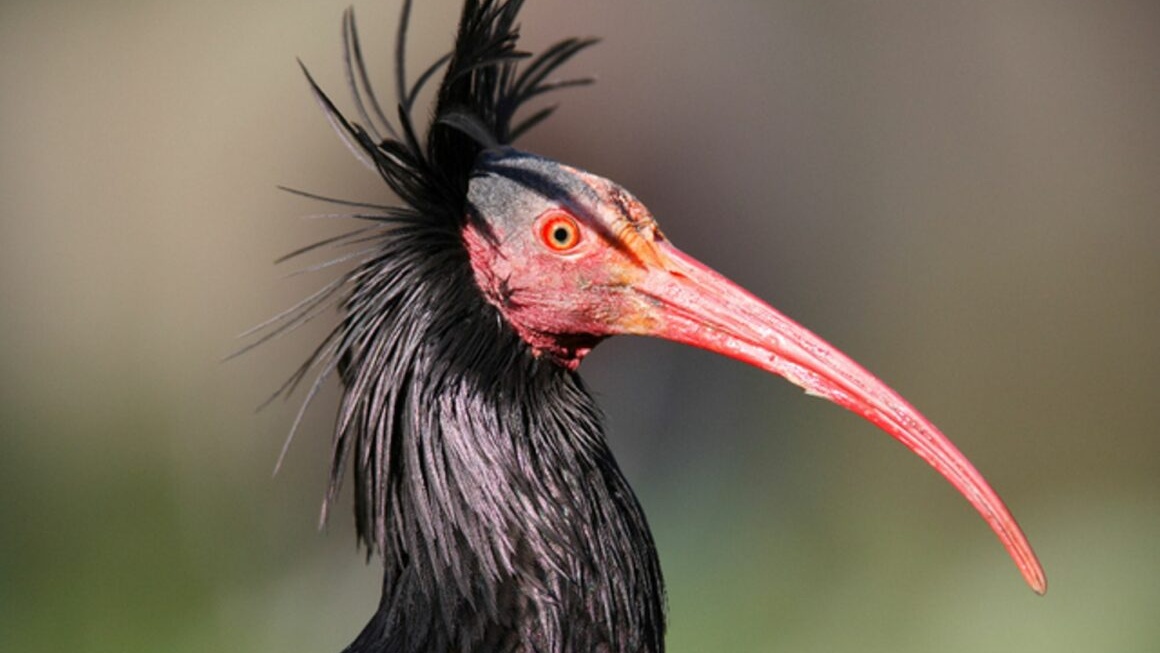 Souss-Massa: L’ibis chauve, un migrateur aux portes de la disparition