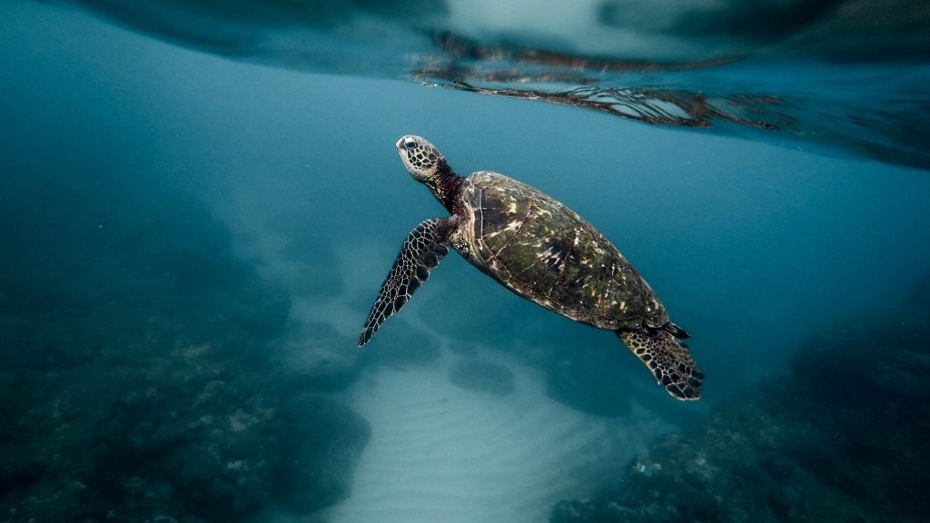 Protéger les océans pour un climat durable : l’apport essentiel des techniques nucléaires et isotopiques