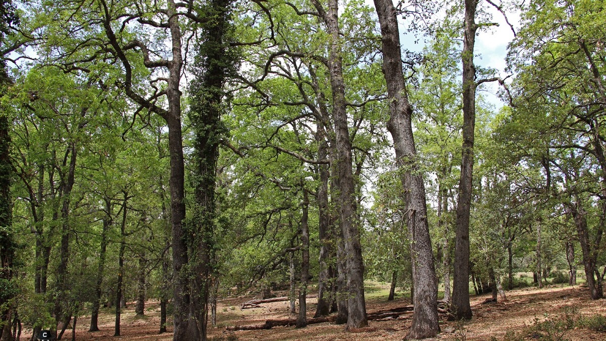 Ifrane : 375 ha de chêne vert en régénération pour un développement durable