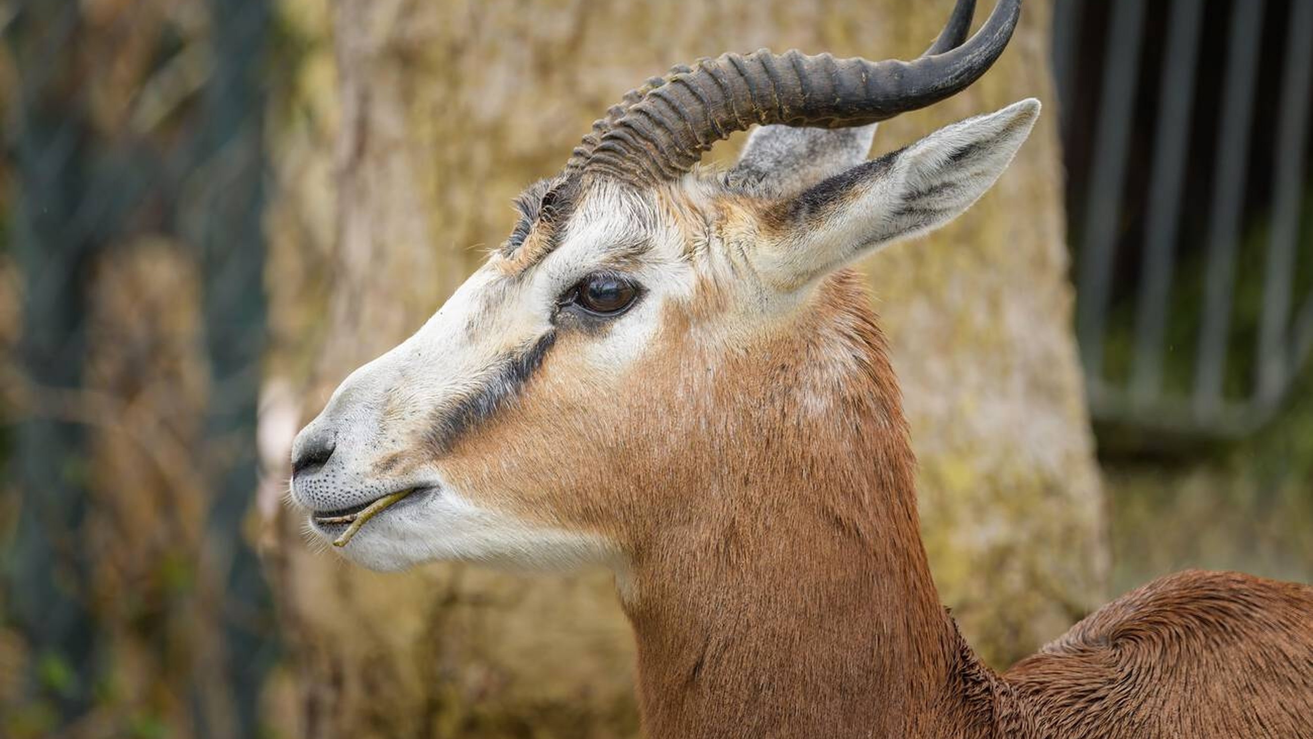 Biodiversité : La vie sauvage entre oubli et résurgence