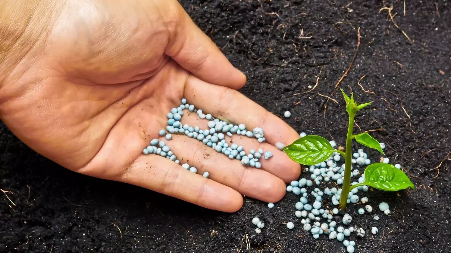 Crise des engrais : Le Maroc, un gagnant inattendu ?