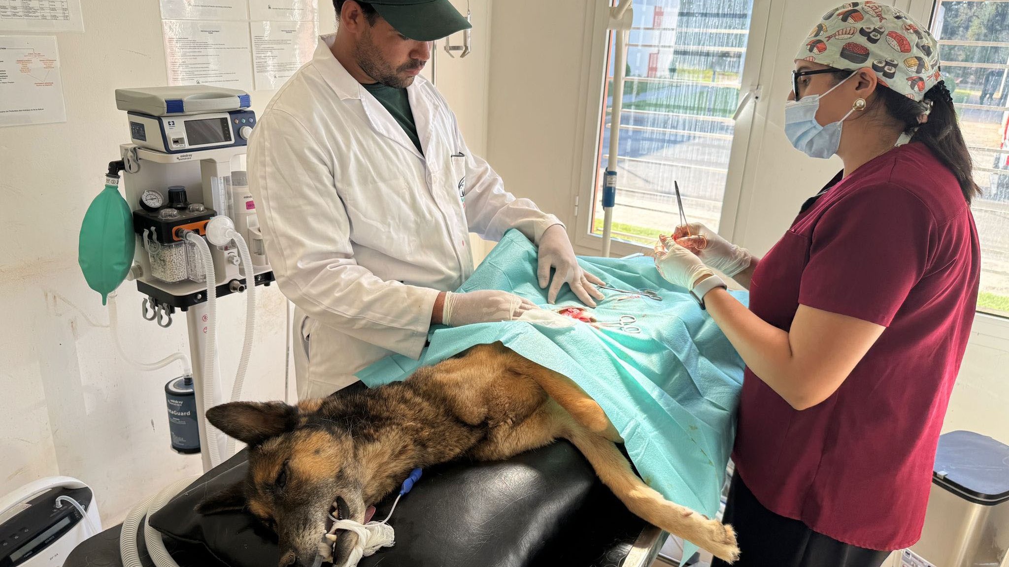 Vétérinaires : Les enseignants-chercheurs appellent à l’équilibre entre professionnels