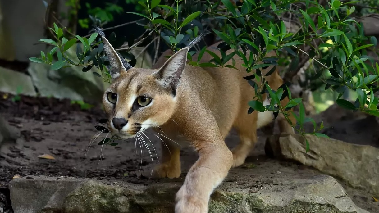 Anti-Atlas : Le caracal, survivant discret des roches et des steppes 