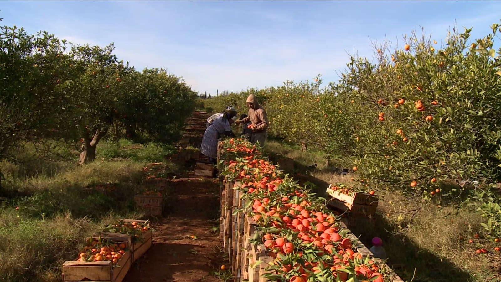 Berkane : Agriculture intensive et dépendance économique aux agrumes