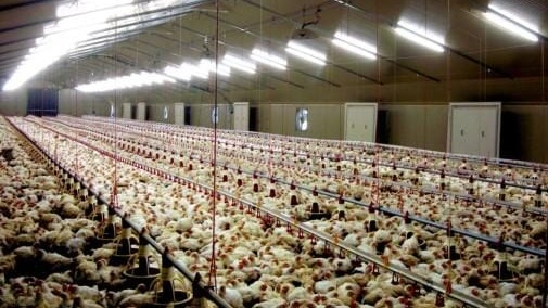 Produits avicoles : la FISA rassure sur la stabilité des prix sur le marché 