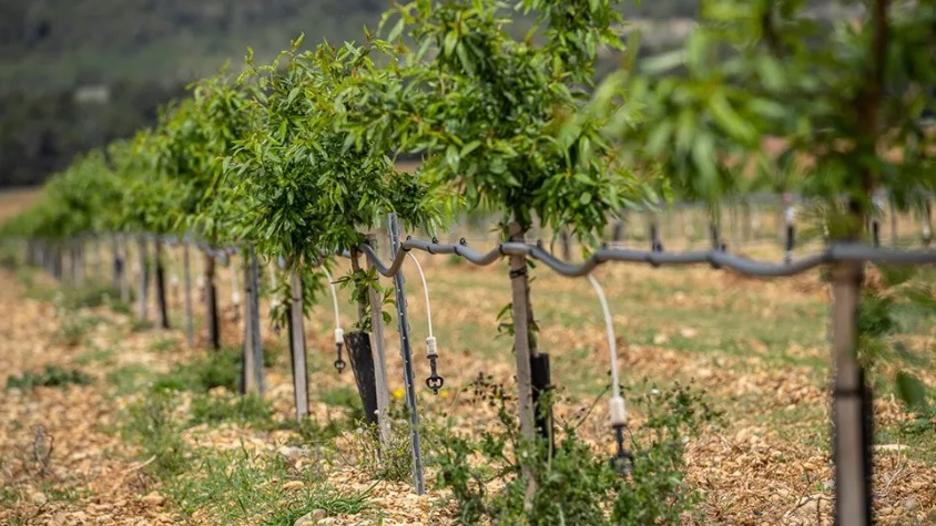Irrigation à Taounate : un schéma directeur pour 24.000 ha, 800 km de séguias et 120 sources