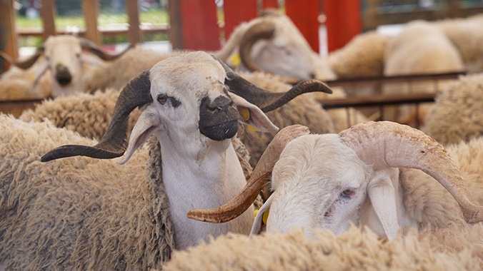 Programme national de reconstitution du cheptel : 1,15 million d’éleveurs bénéficiaires de la 1re tranche