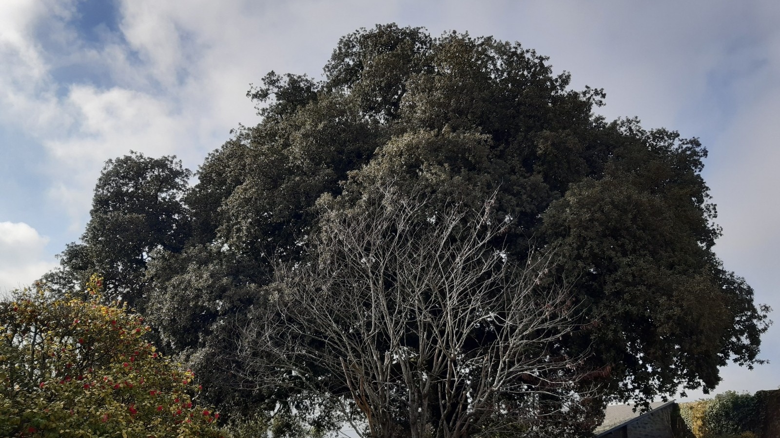 Boulemane : 2.500 hectares de cèdre et chêne vert en régénération pour 33,3 MDH