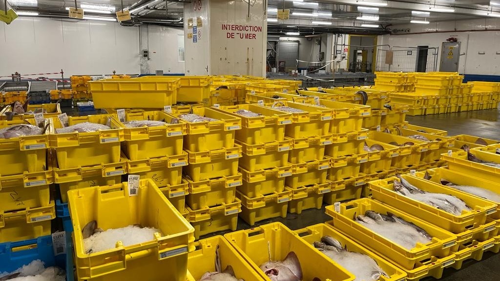 Pêche maritime : le gouvernement révise la loi sur le mareyage pour plus de transparence