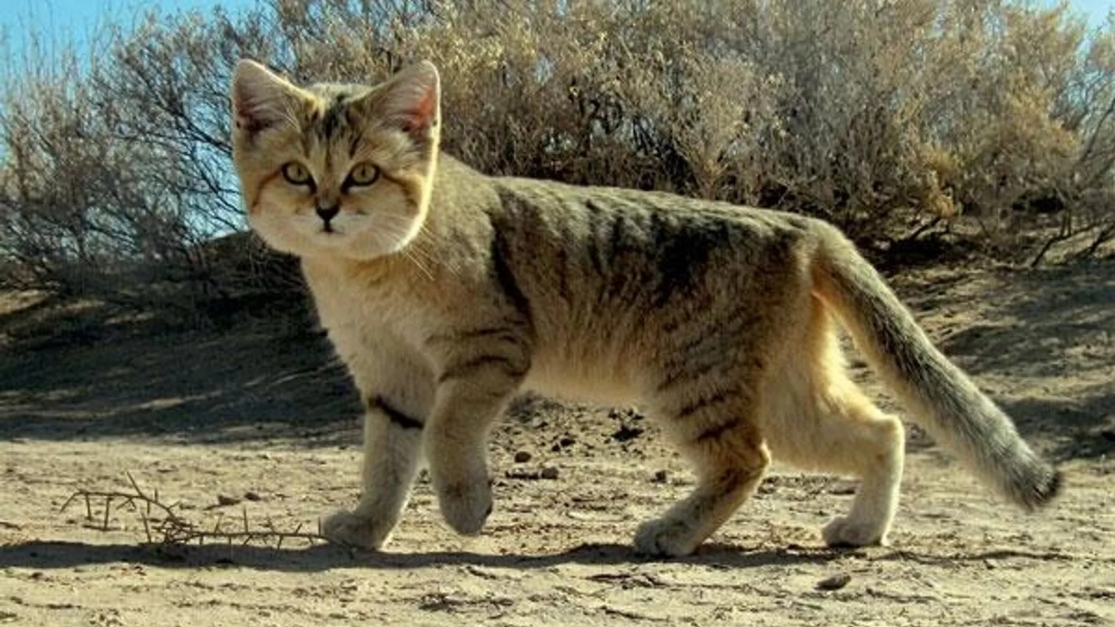 Merzouga: Le chat des sables, gardien insaisissable du désert
