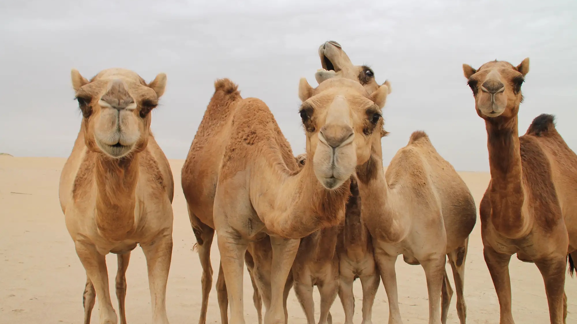 Laâyoune : Appel à une enquête sur la hausse du prix de la viande de chameau