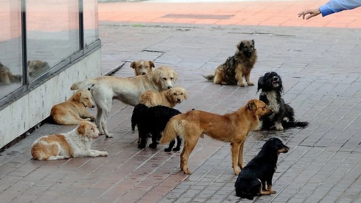 Vingt centres pour chiens errants en projet, trois déjà ouverts