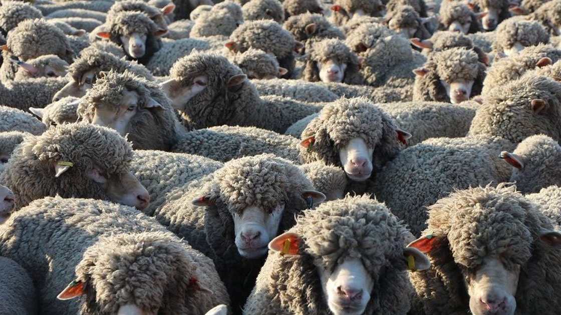 Abondance oblige, le ministre de l'agriculture ferme les vannes d'importation du cheptel ovin