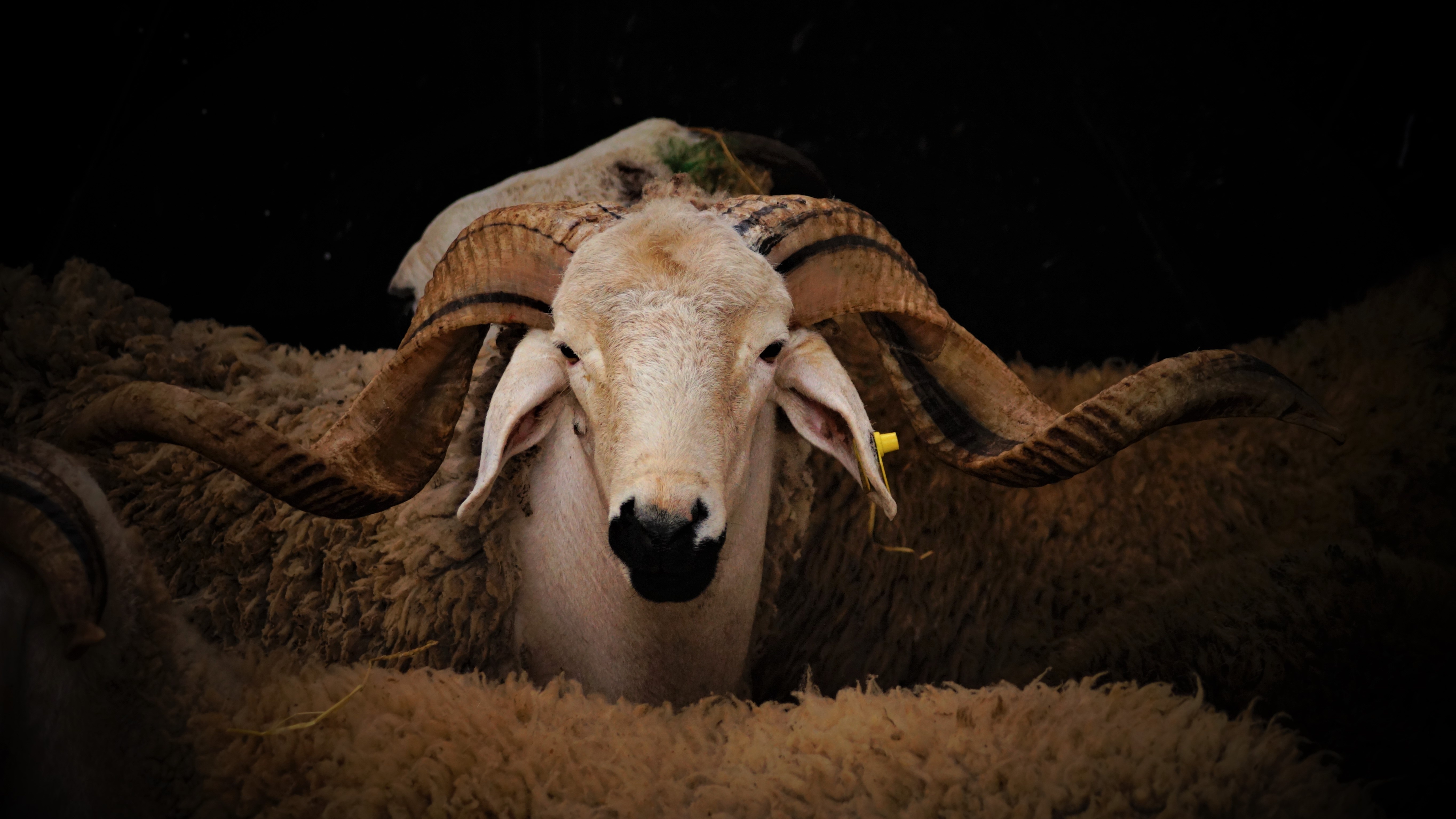 La vie chère, sous tout couvert