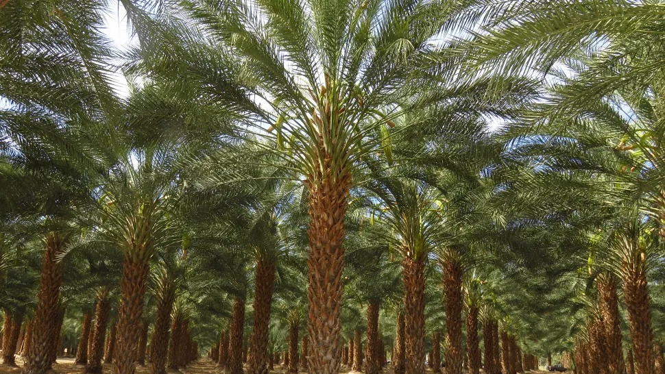 L’INRA s'engage activement au programme national de plantation de 5 millions de palmiers-dattiers 