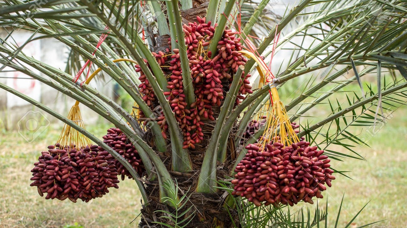 L’INRA s’engage dans le programme national de plantation de cinq millions de palmiers-dattiers