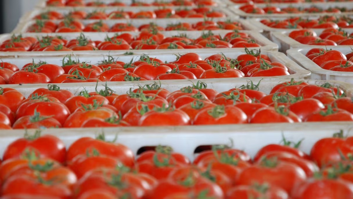 Tomates : le Maroc freine ses exportations pour contenir la hausse des prix