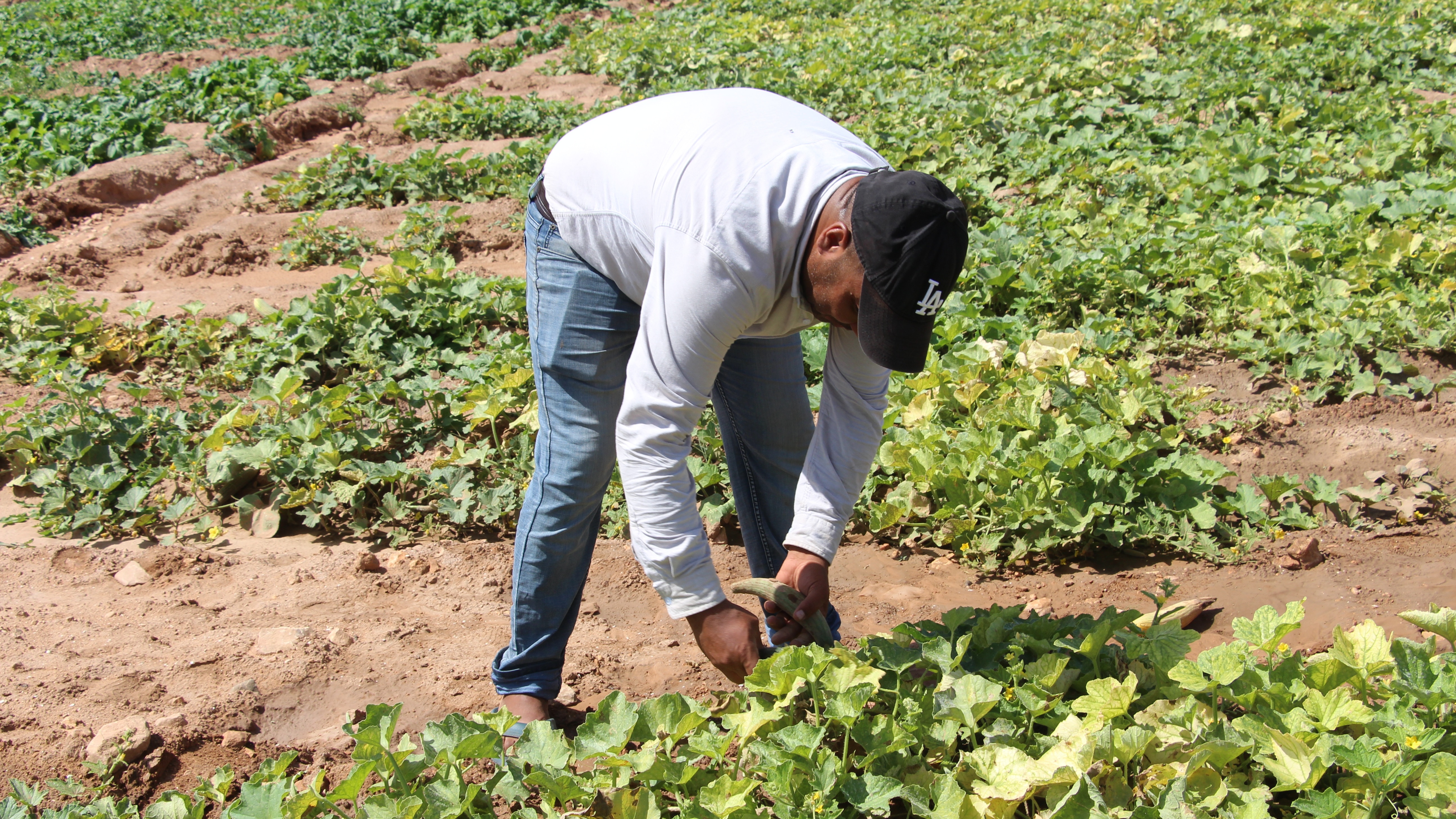 Saison agricole  :  Signaux rassurants malgré les tensions internationales