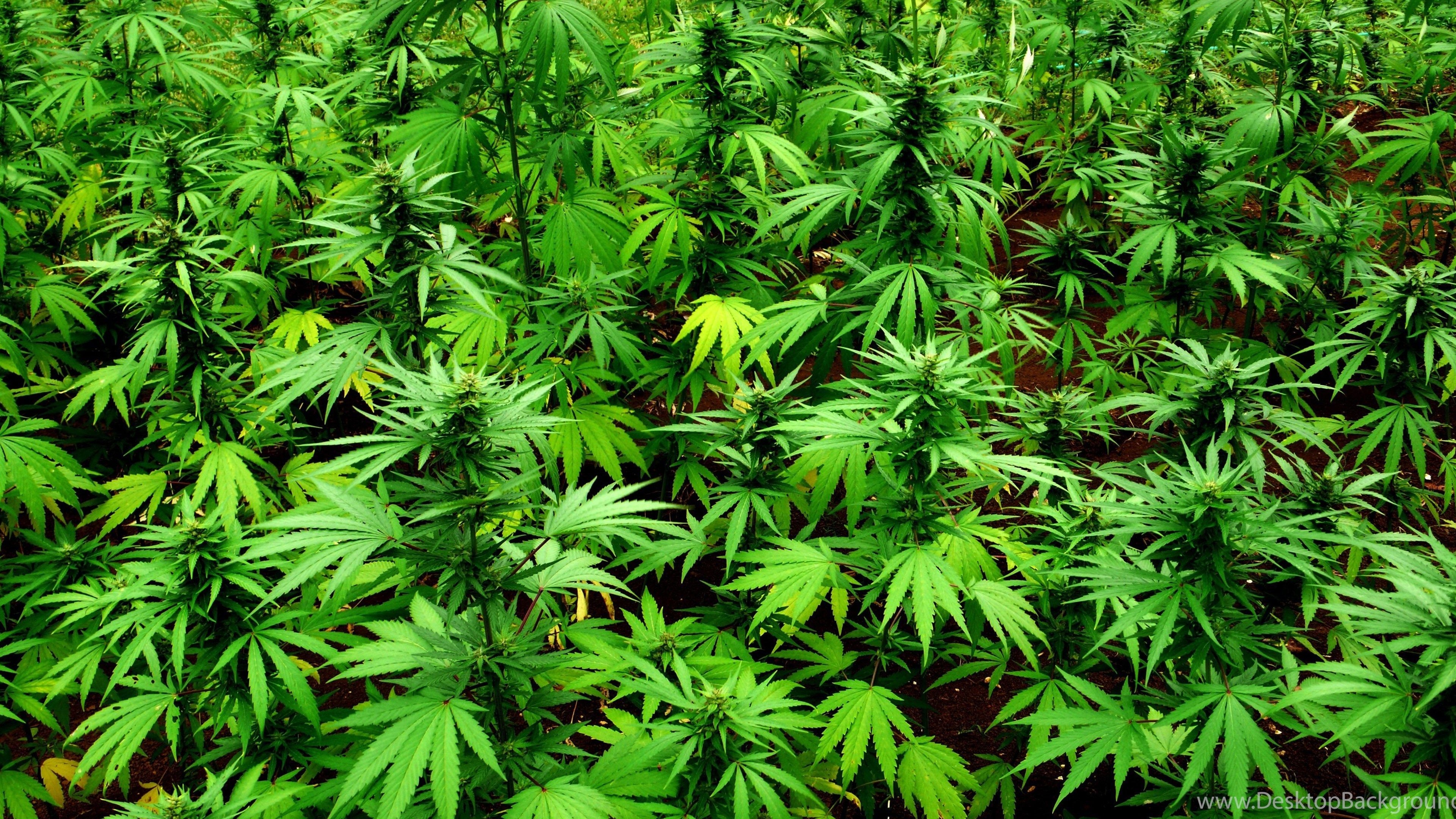 Province de Chefchaouen: L’extension des superficies de culture du cannabis licite impulse une nouvelle dynamique de développement