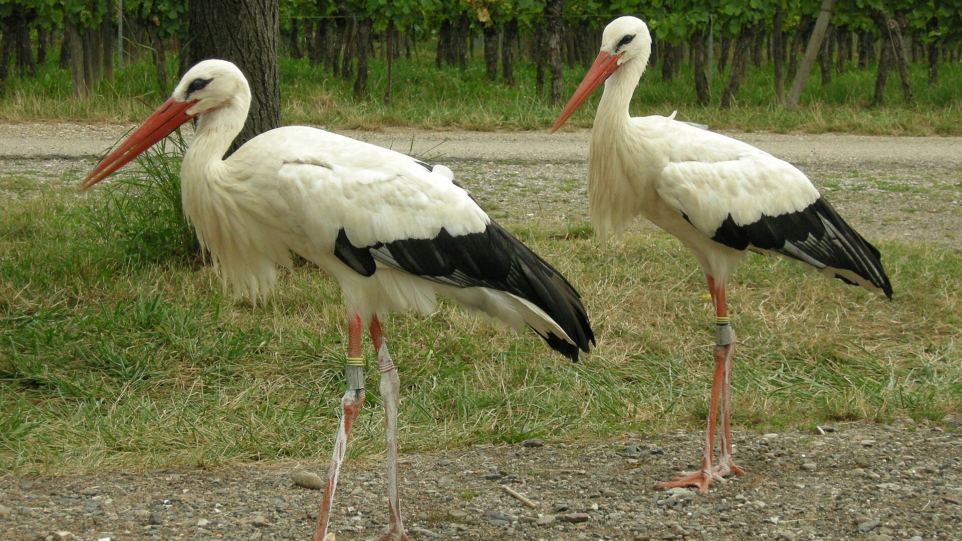 Berkane : Les cigognes blanches, un trésor écologique non-négligeable