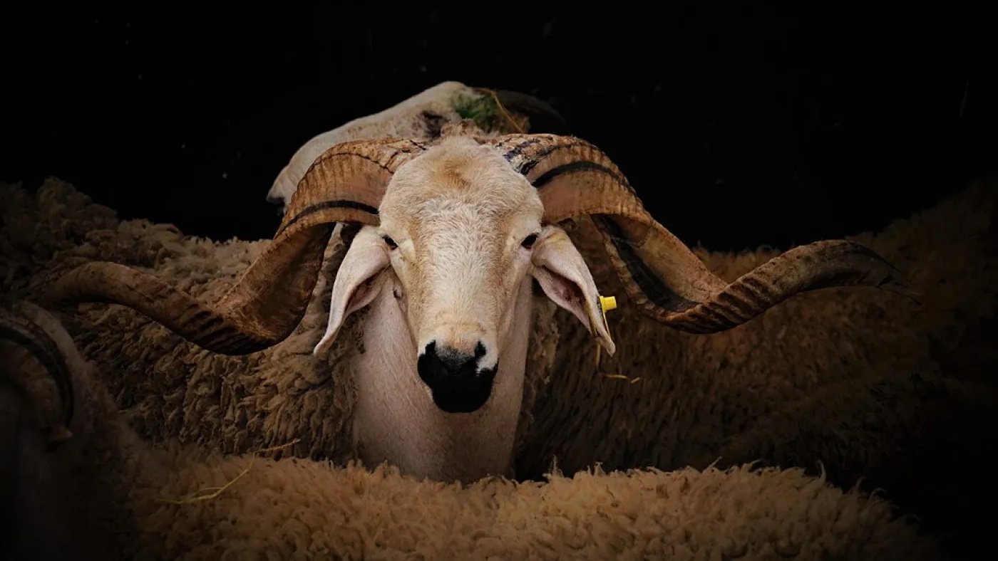 Mouton de l’Aïd : Offre abondante, prix qui brouillent les repères !