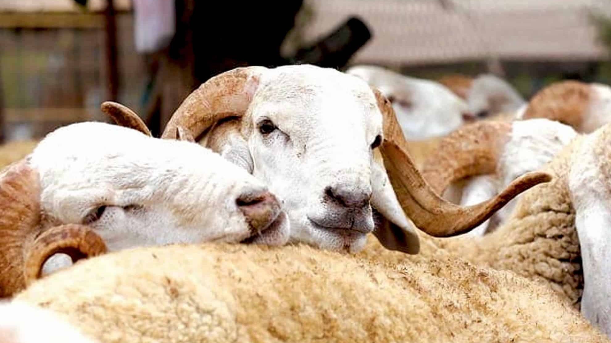 Aïd Al-Adha 1447 : l’offre d’ovins et caprins estimée entre 8 et 9 millions de têtes, excédentaire par rapport à la demande