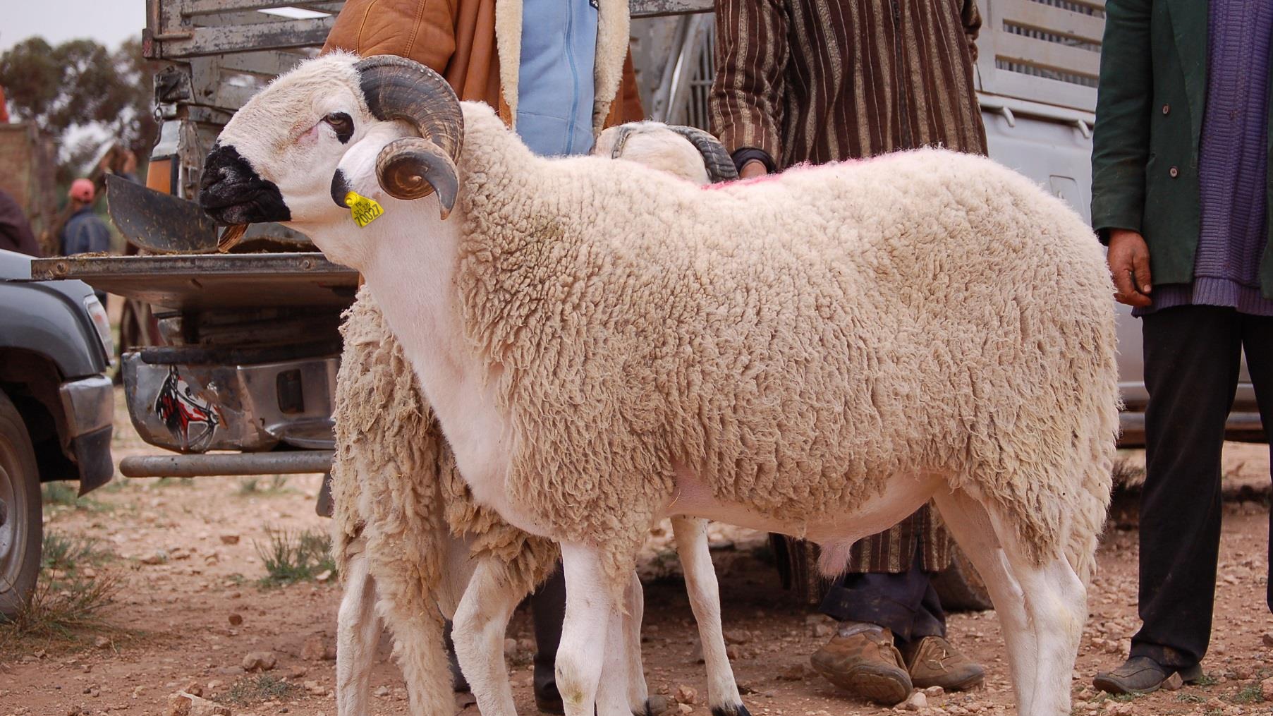 Aïd Al-Adha : Laissez-le bêler !