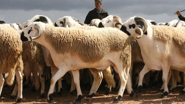 Tarfaya : Appels pressants pour un marché aux bestiaux organisé