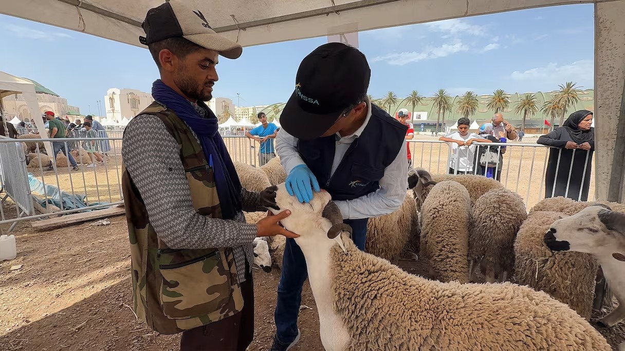 ONSSA : Aïd Al-Adha 1447 s'est déroulé dans des conditions sanitaires satisfaisantes