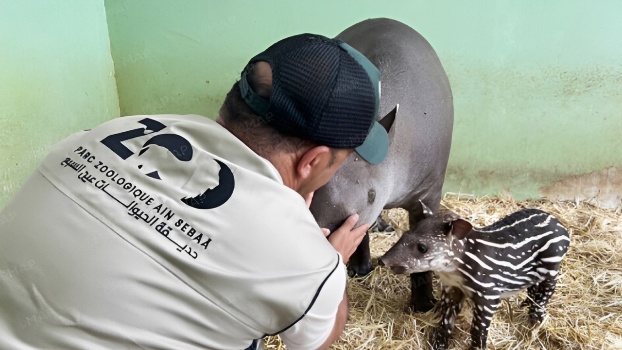 Le Zoo de Aïn Sebaâ accueille la naissance d’un tapir brésilien, une espèce menacée de déclin