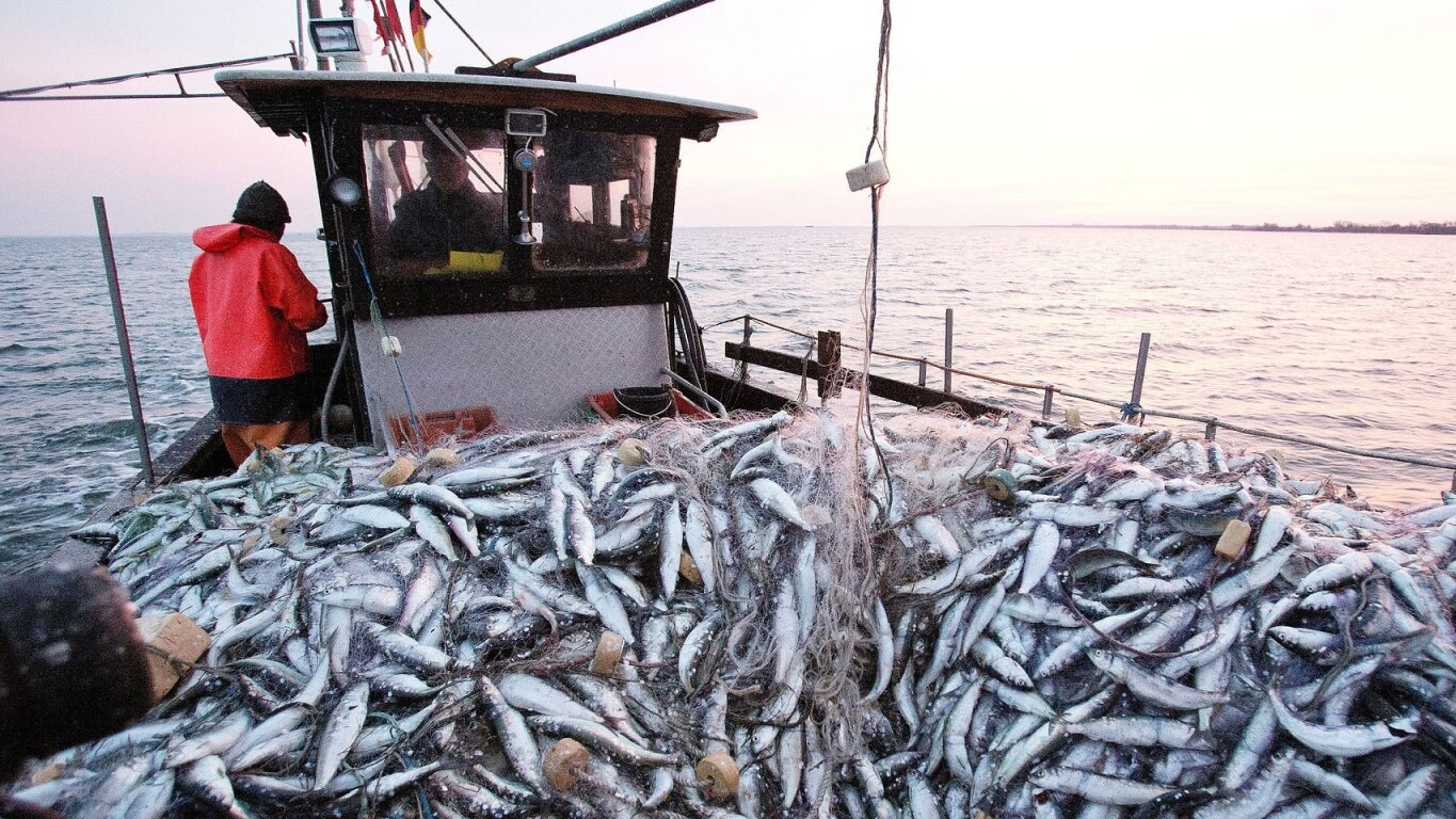 Dakhla : Chute drastique des débarquements de pêche